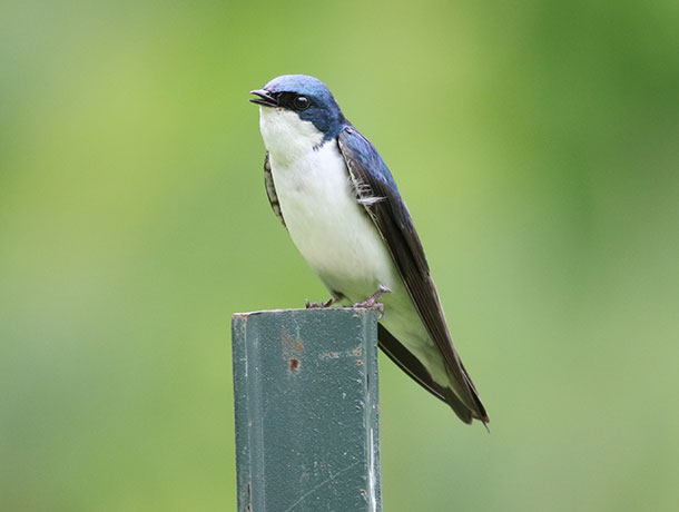 Tree Swallow perched on a pole