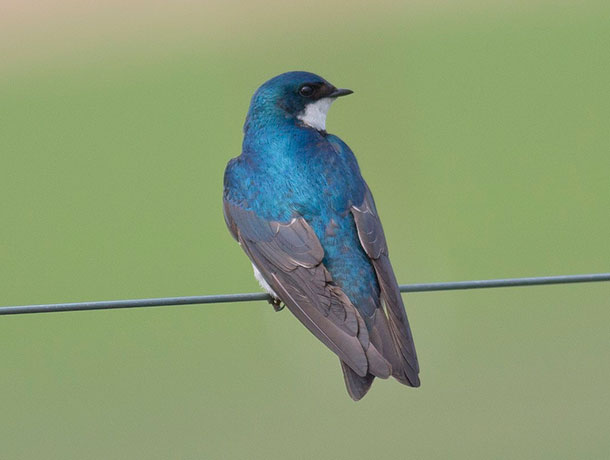 Tree Swallow perched on a wire viewed from behind