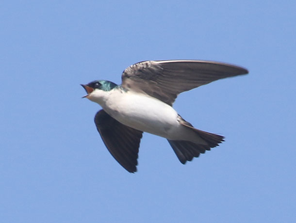 Tree Swallow flying with bill open