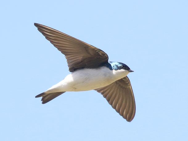 Tree Swallow viewed from side while flying