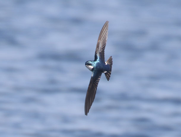 Tree Swallow banking turn showing the back