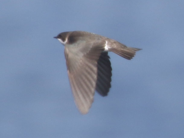 Relatively brown-backed Tree Swallow