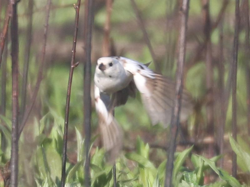 White leucistic Song Sparrow