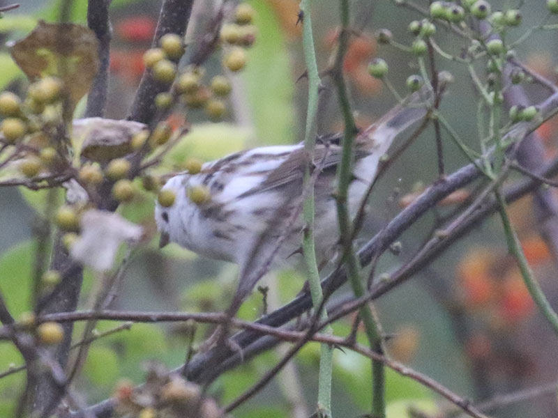 White leucistic Song Sparrow