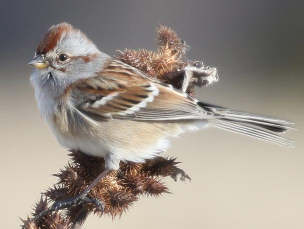 American Tree Sparrow perched on a plant