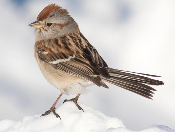 American Tree Sparrow in the snow