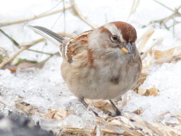 American Tree Sparrow facing forward, foraging