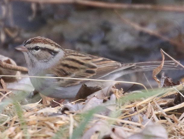 Winter plumage Chipping Sparrow on the ground
