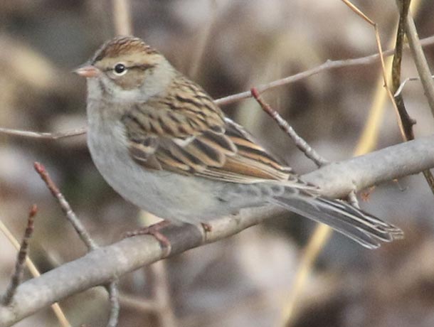 Winter plumage Chipping Sparrow perched on a low branch