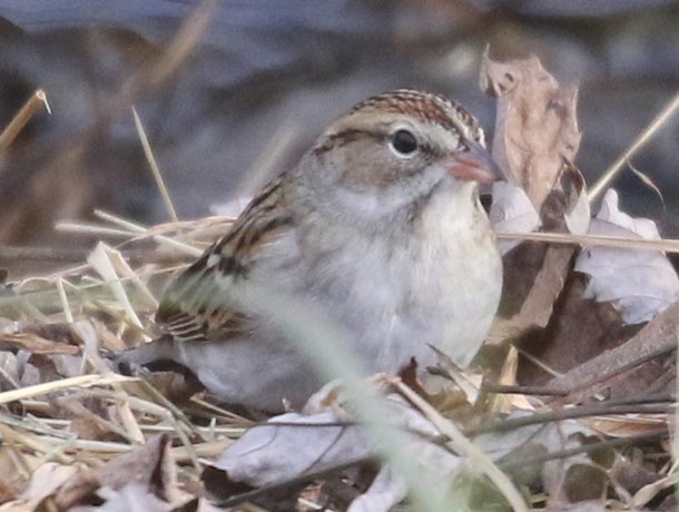 Winter plumage Chipping Sparrow in leaf litter