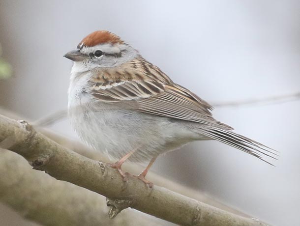 Breeding plumage Chipping Sparrow perched on a branch