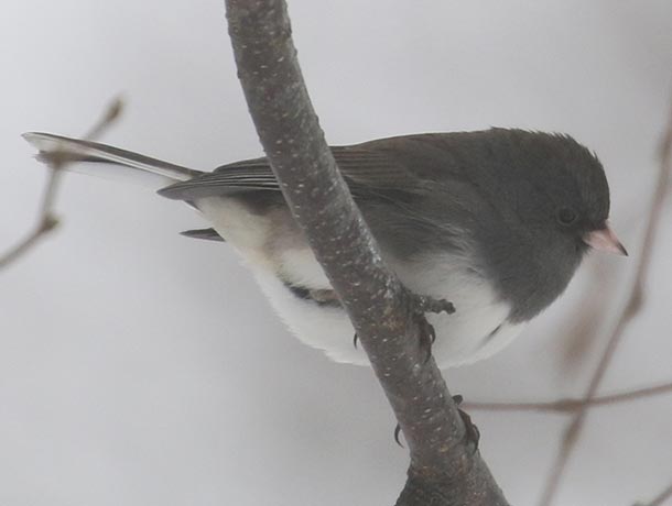 Dark-eyed Junco perched on a branch