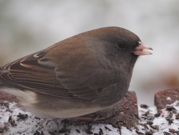 Dark-eyed Junco eating seed off of a brick ledge