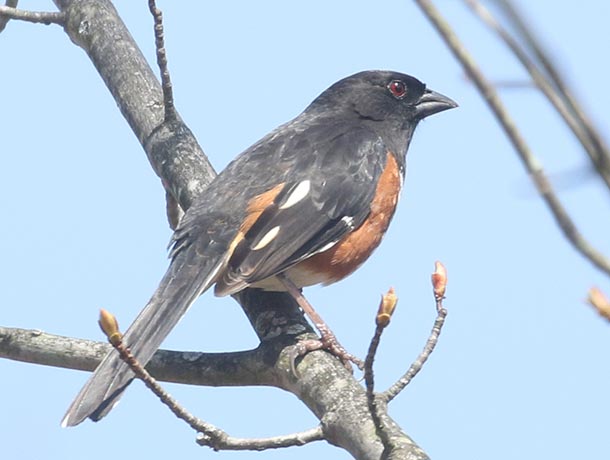 Eastern Towhee perched on a branch seen from the side