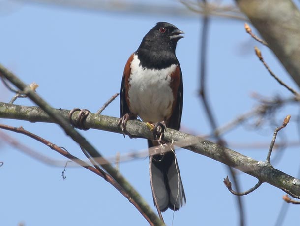 Eastern Towhee perched on a branch seen from the front