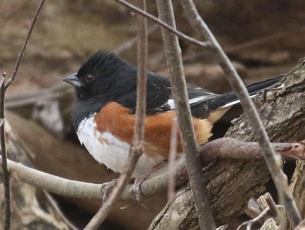 Side view of an Eastern Towhee