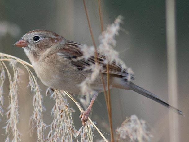 Field Sparrow perched on a weed
