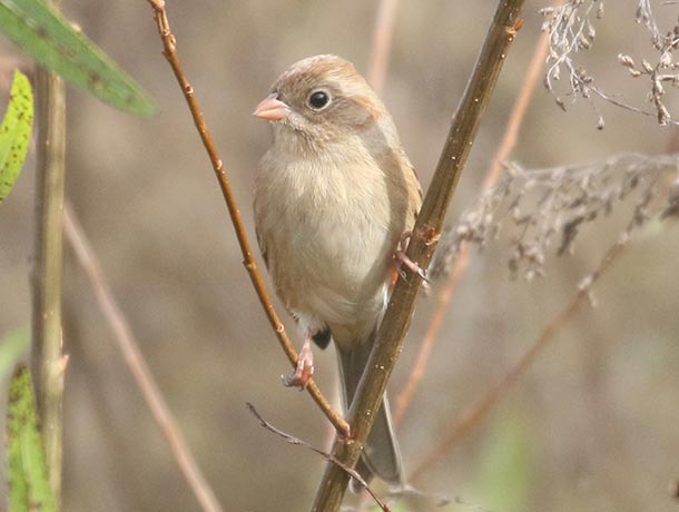 Field Sparrow perched on a branch