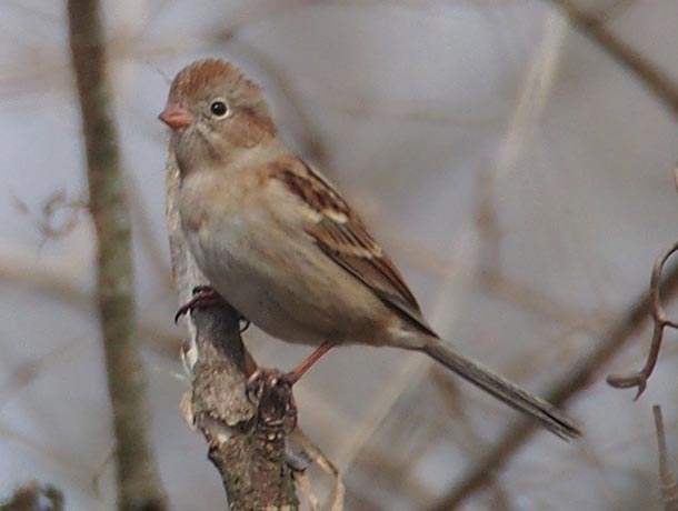 Field Sparrow on a branch