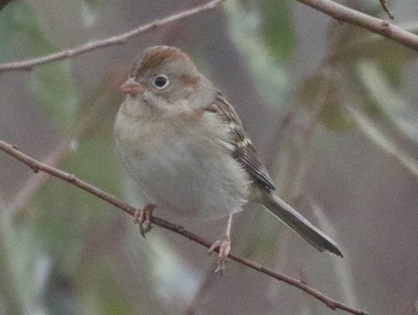 Field Sparrow on a small branch