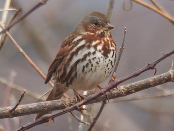 Fox Sparrow perched on a branch, facing to the right