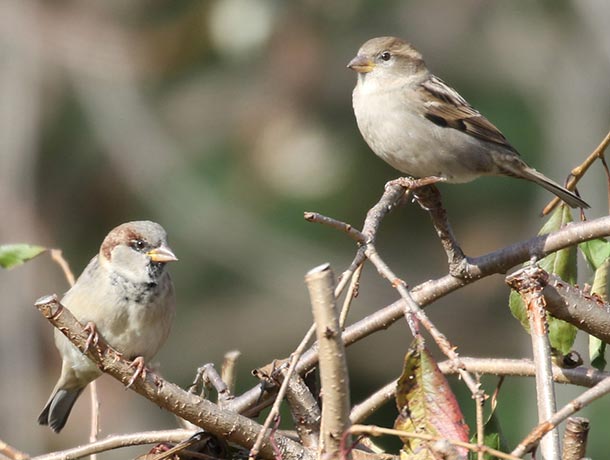 Male and female House Sparrow