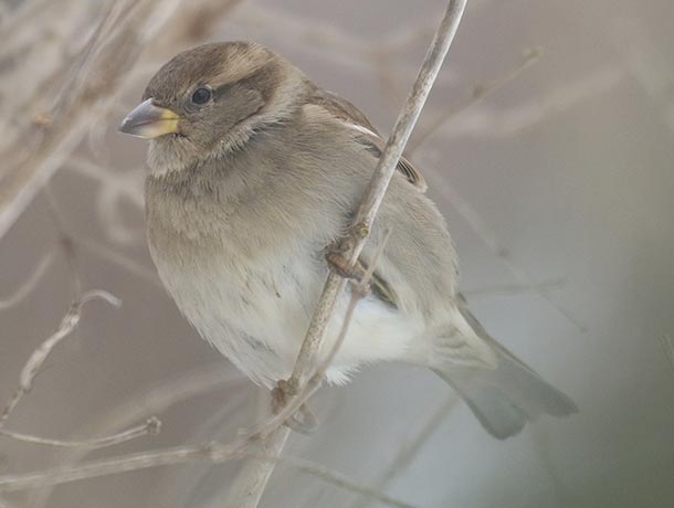 Female House Sparrow in a bush