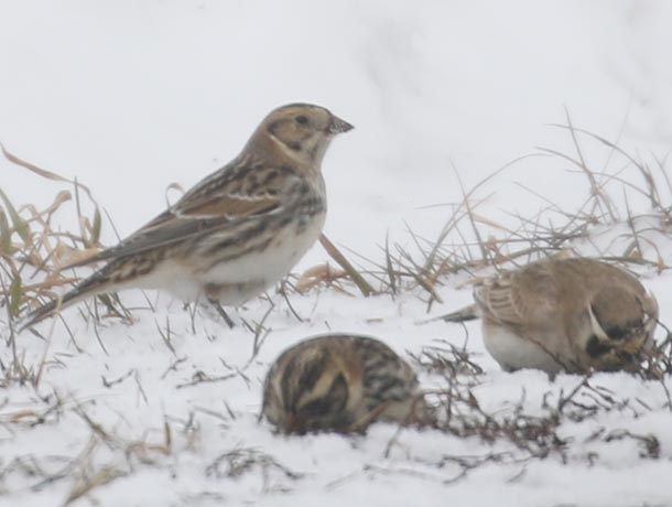 2 Lapland Longspurs feeding with a Horned Lark (R) in the snow
