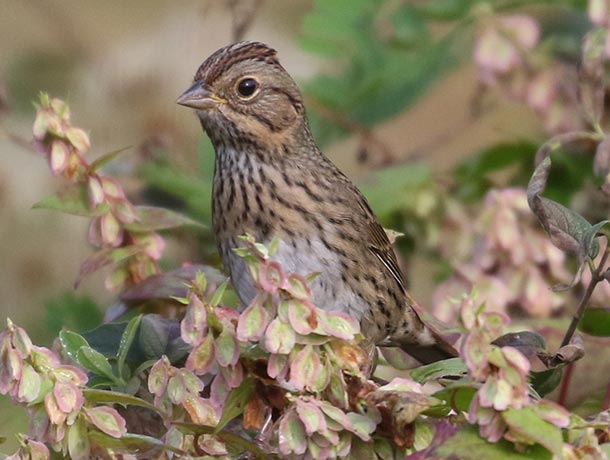 Lincoln's Sparrow perched in a bush, showing its streaking