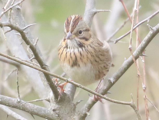 Typical view of a Lincoln's Sparrow
