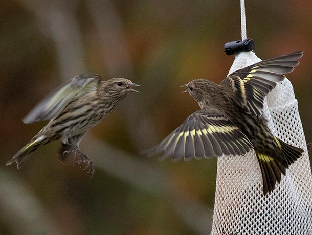 2 Pine Siskins fighting over a thistle sock