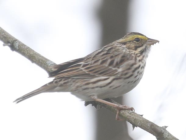 Savannah Sparrow perched on a branch, viewed from the side