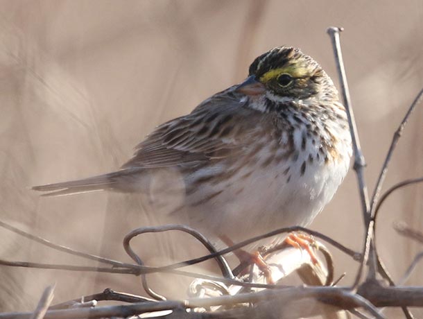 Savannah Sparrow perched near the ground