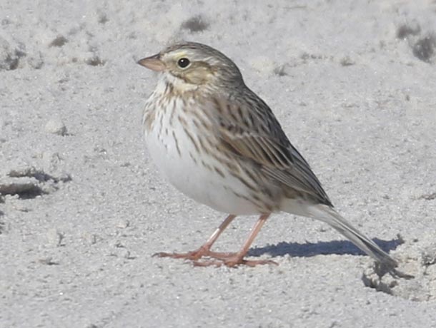 Ipswich Savannah Sparrow on a beach