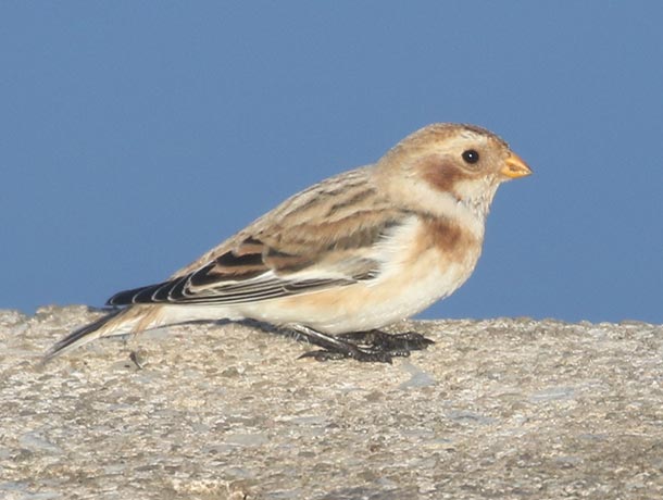 Snow Bunting on a dock along a lake