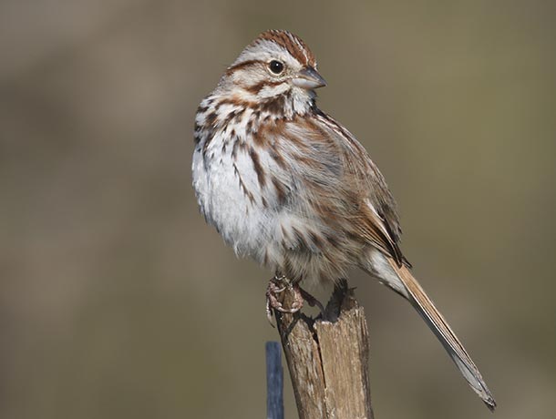 Song Sparrow perched on a branch