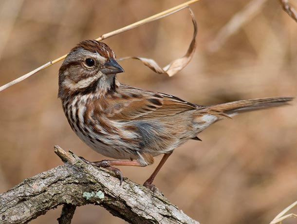 Song Sparrow perched on a fallen limb