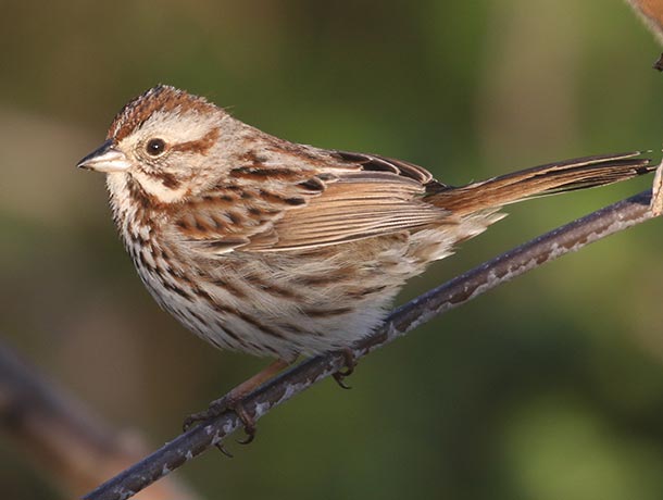 Perched Song Sparrow in morning light