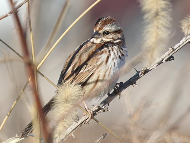 Song Sparrow surrounded by vegetation