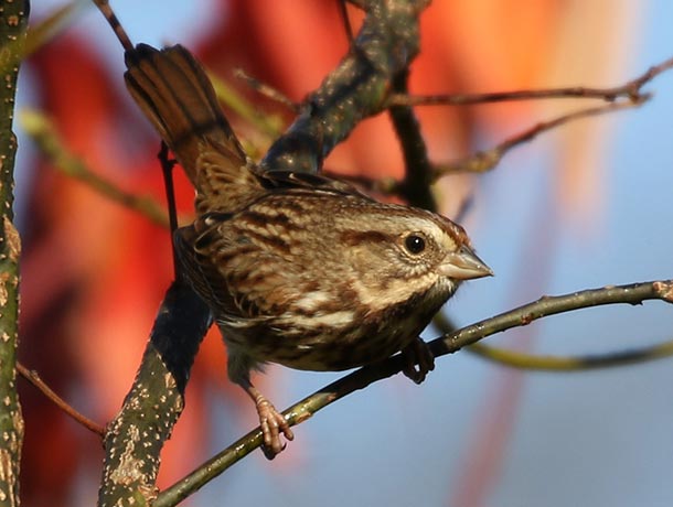 Song Sparrow leaning forward, exposing its back and tail