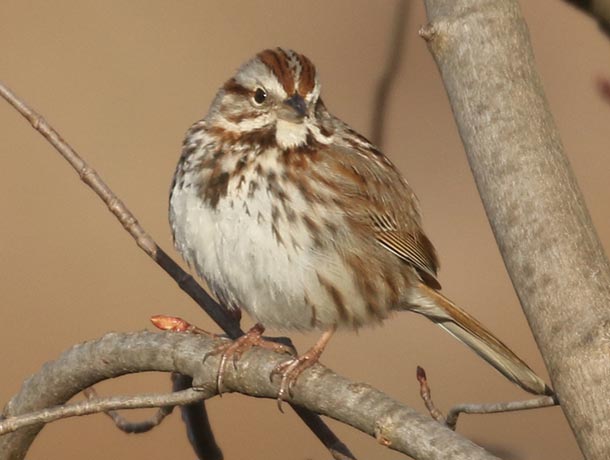 Song Sparrow perched on a branch, facing forward