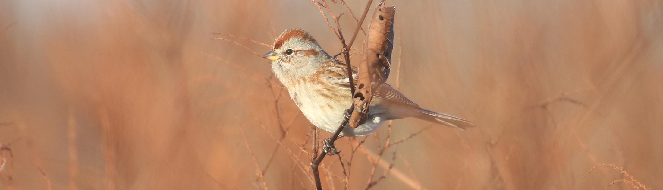Winter Sparrow Identification