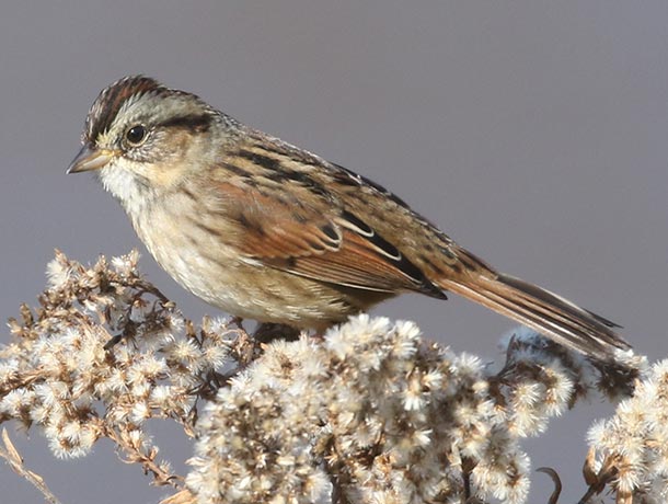 Swamp Sparrow perched on a plant