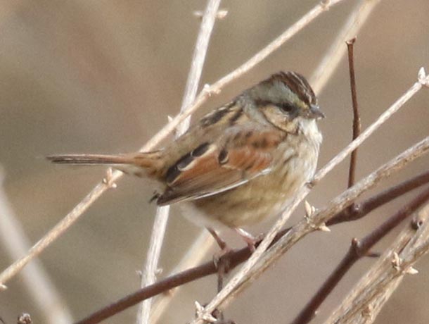 Swamp Sparrow perched in bare brush