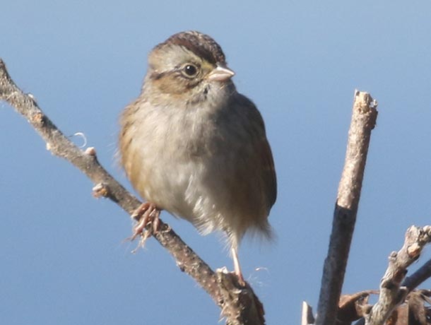 Swamp Sparrow perched on a branch