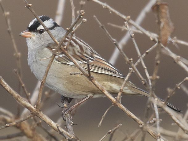 Adult White-crowned Sparrow perched in a bush
