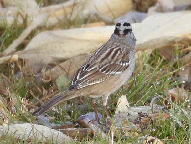 Adult White-crowned Sparrow facing away