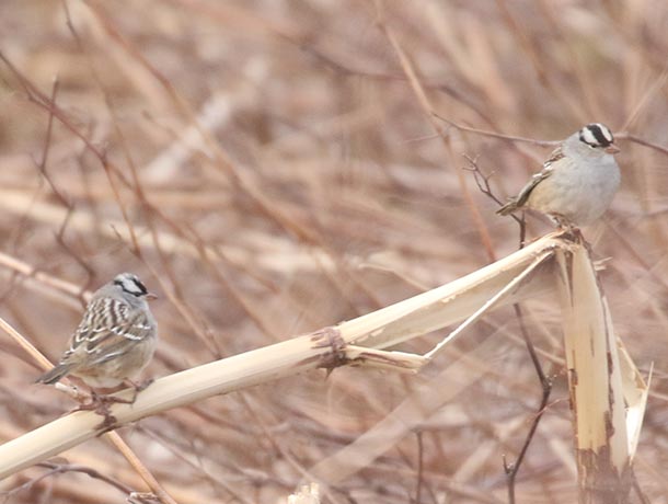 2 White-crowned Sparrows on a knotweed stem
