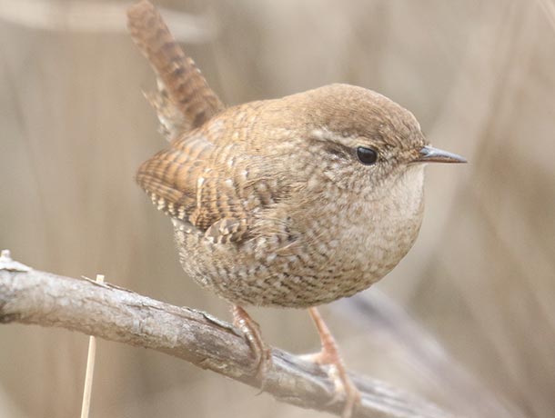 Winter Wren perched on a branch