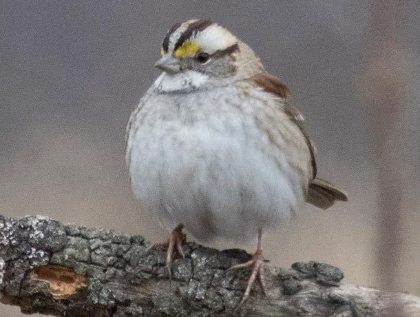 White-throated Sparrow perched on a fallen limb